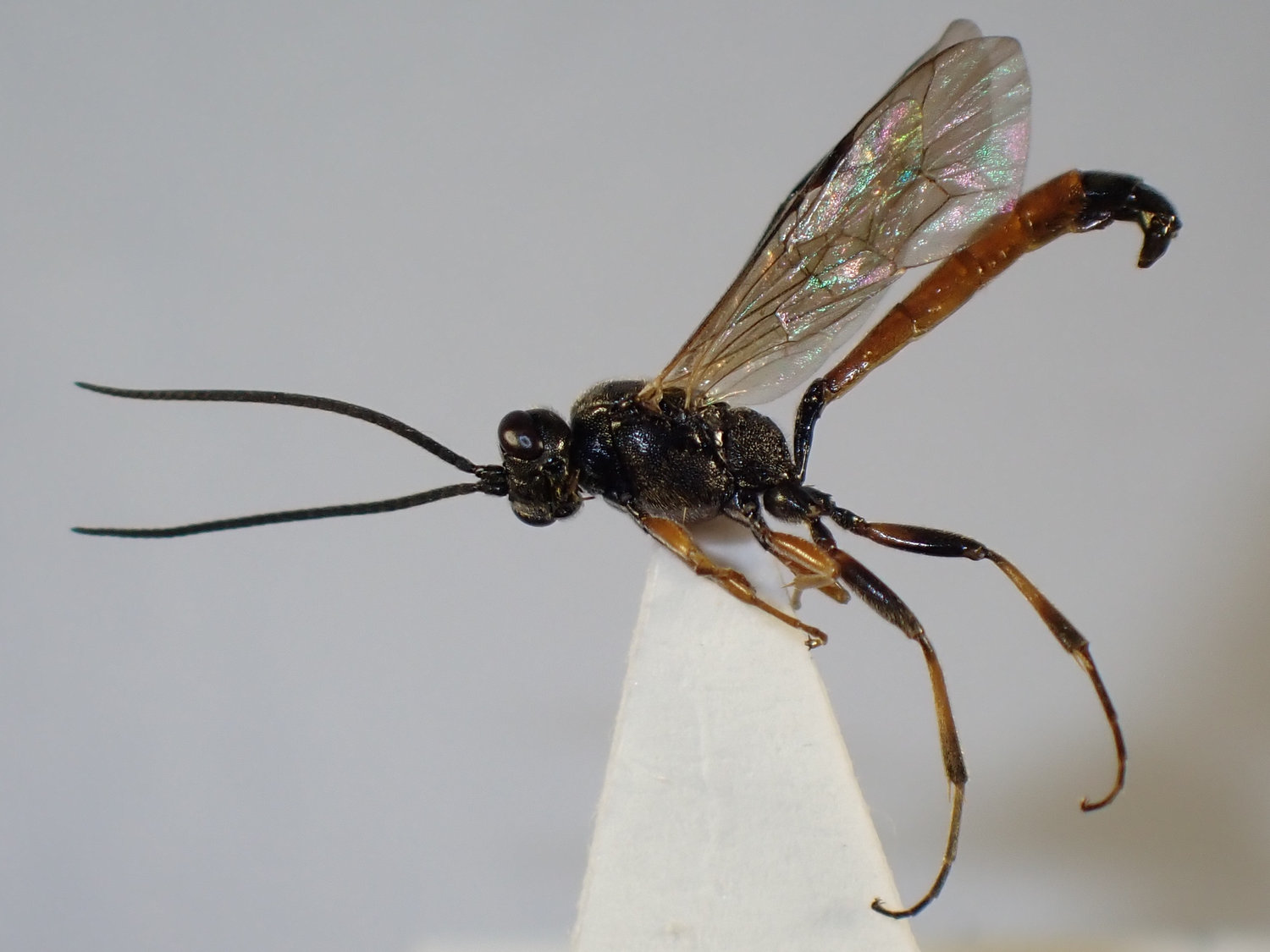 Colpognathus sp.