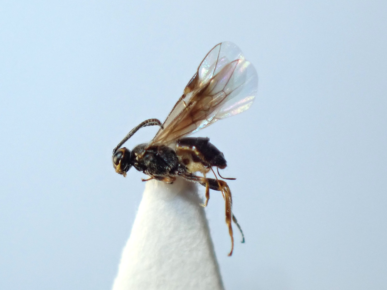 Habrobracon sp.