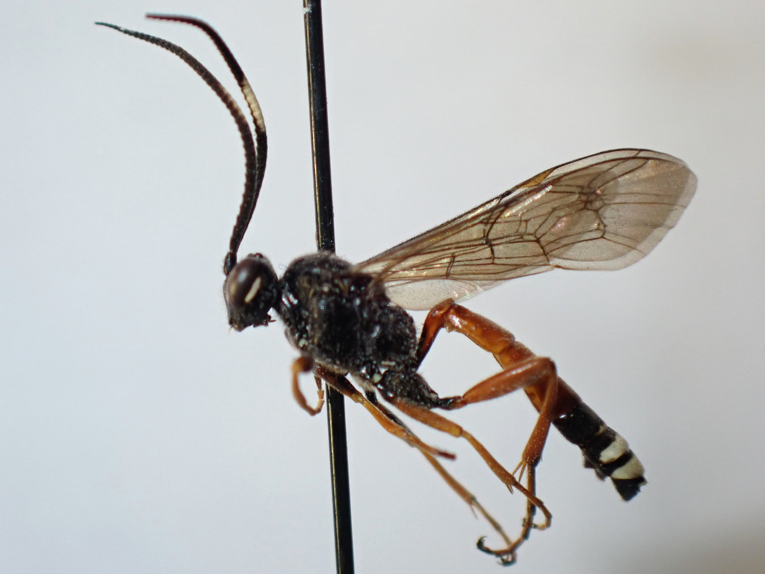 Tricholabus strigatorius