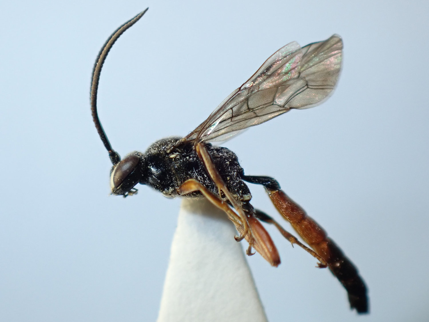 Barichneumon sp.