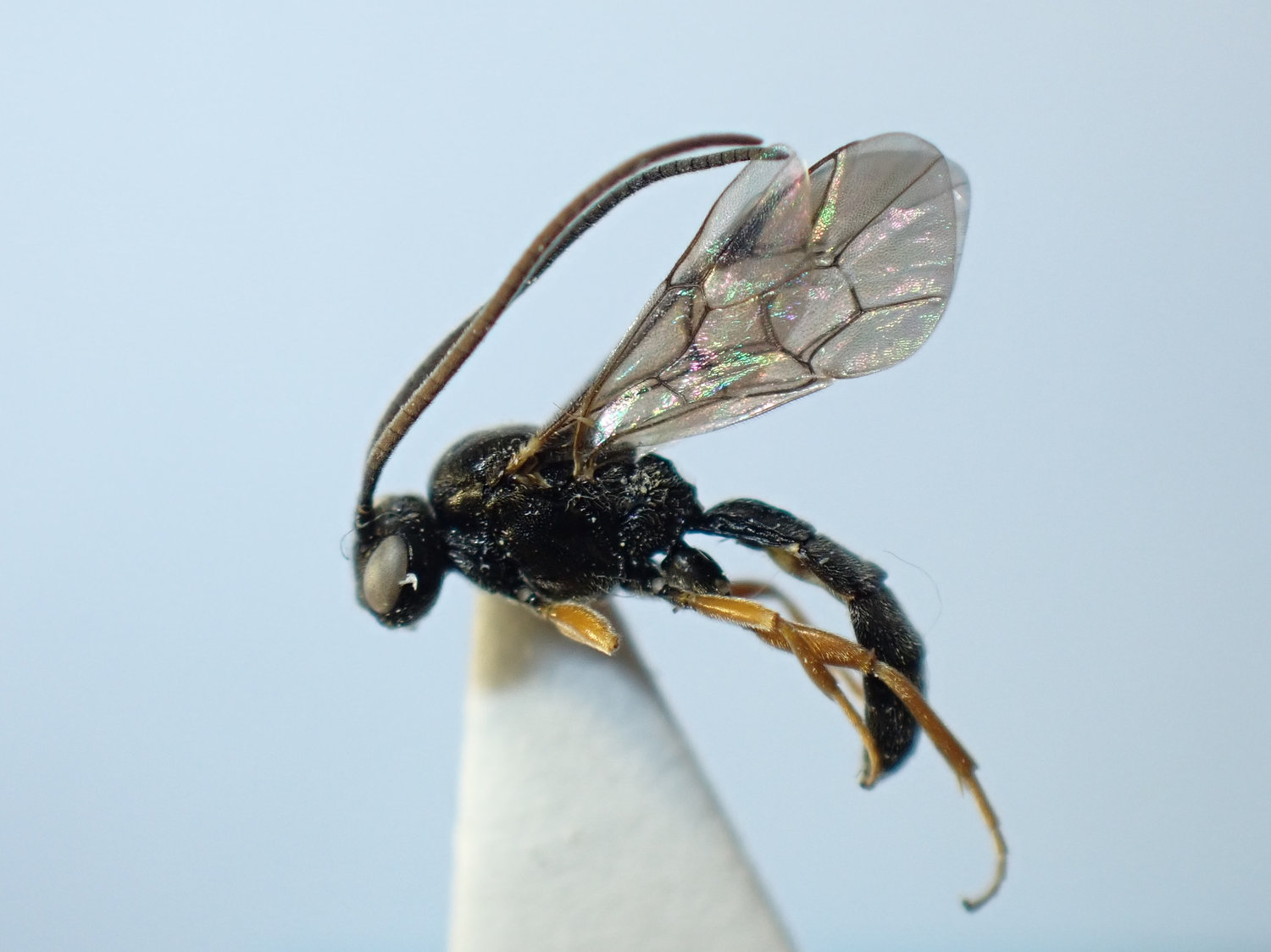 Rhorus cf. xanthopygus