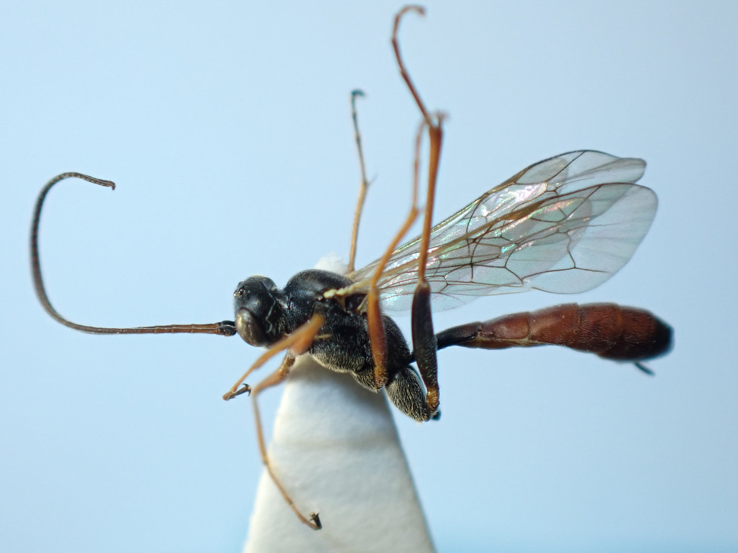 Perilissus rufoniger