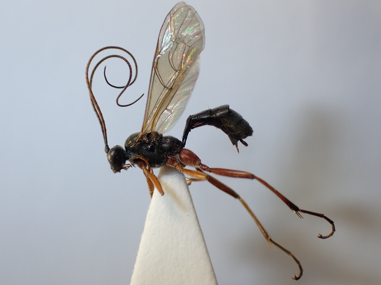 Alexeter rapinator