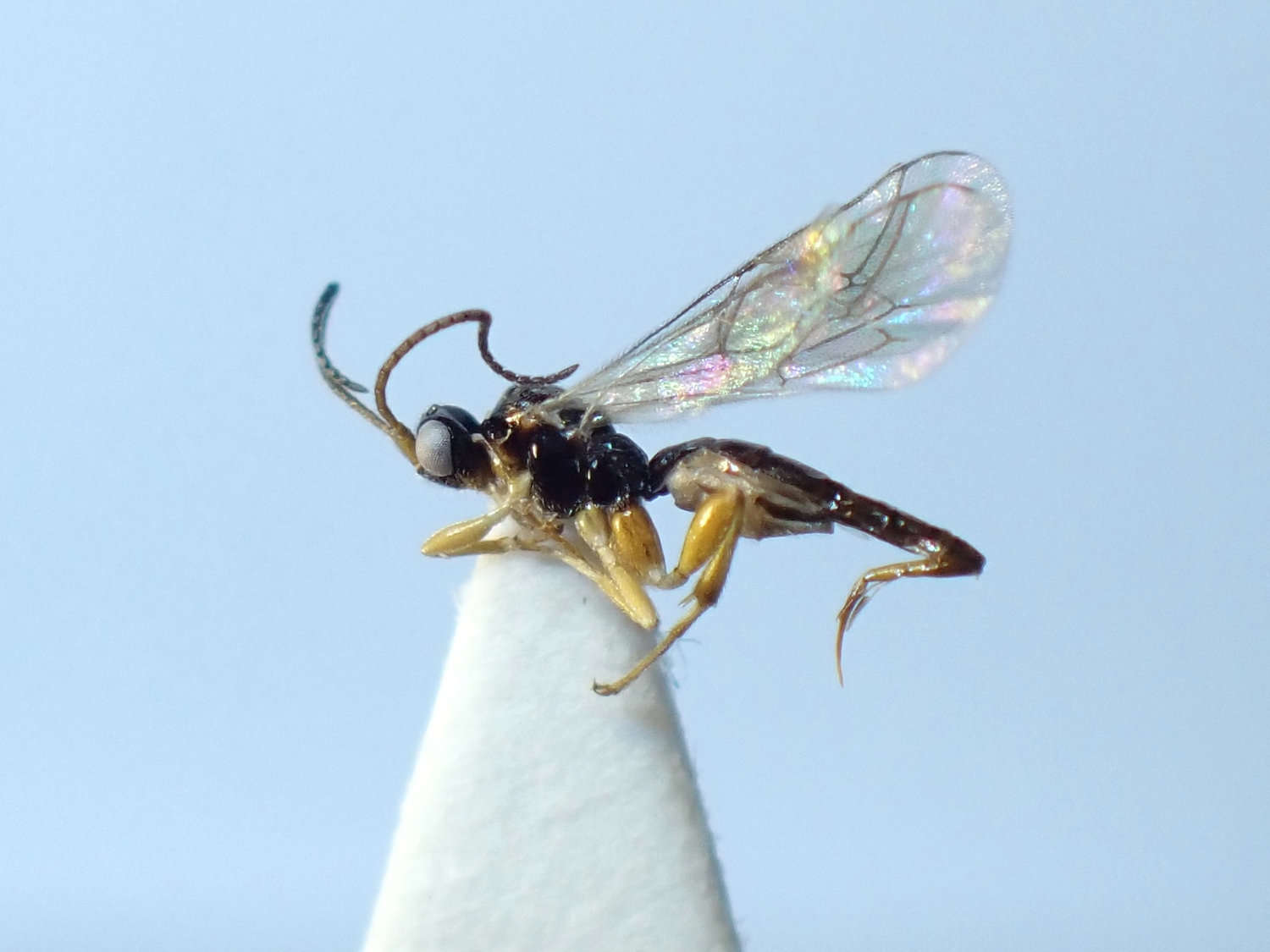 Batakomacrus sp.