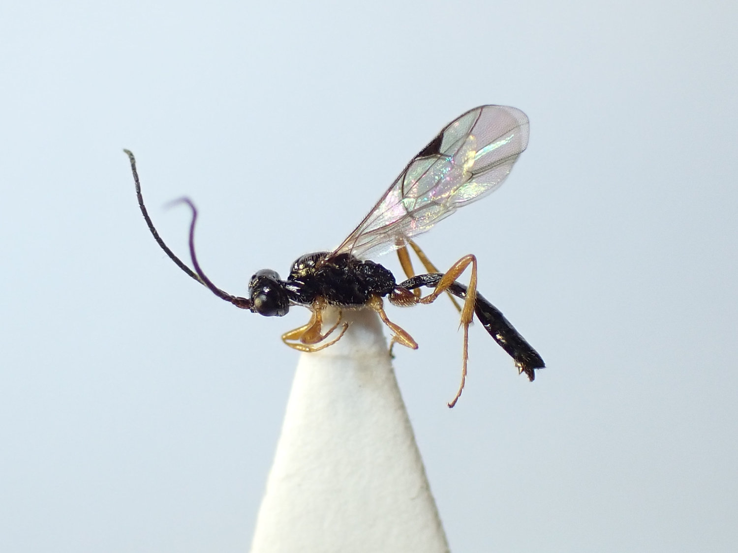 Microleptes splendidulus