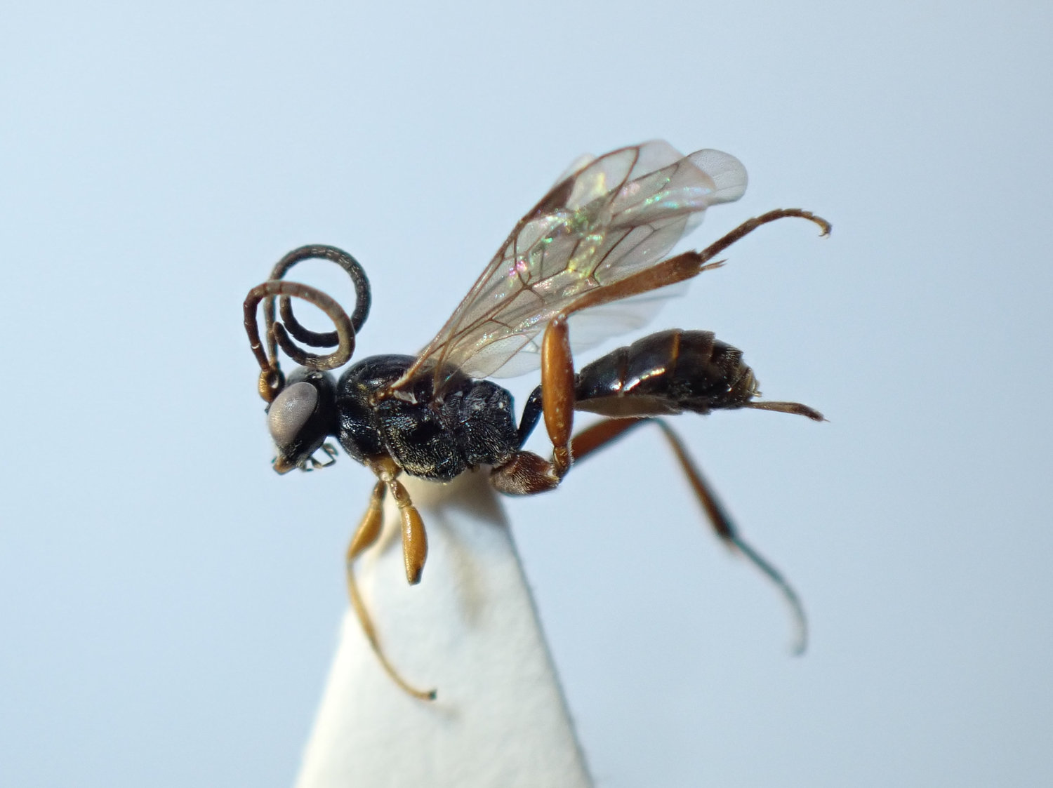 Ethelurgus sp.
