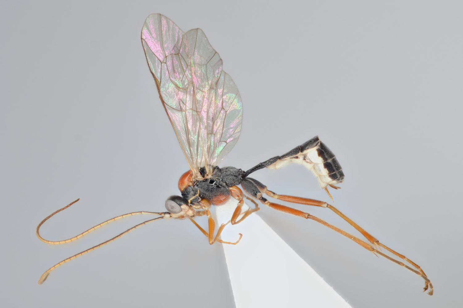 Mesoleptidea sp. 1