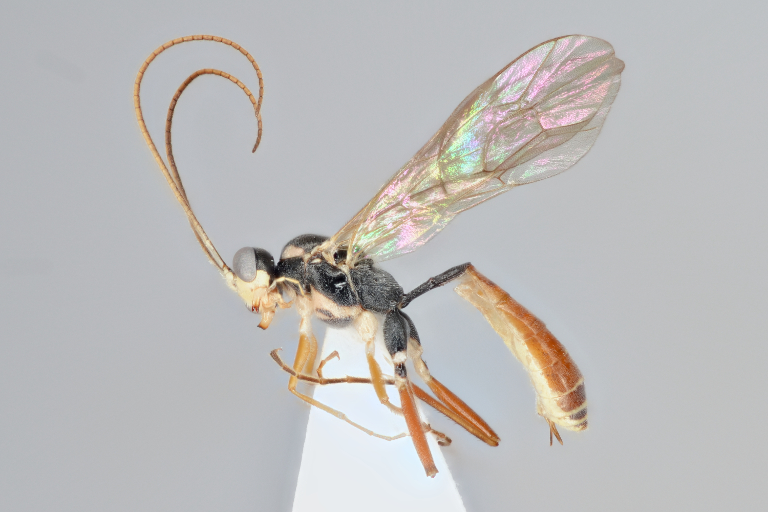 Mesoleptidea sp. 2