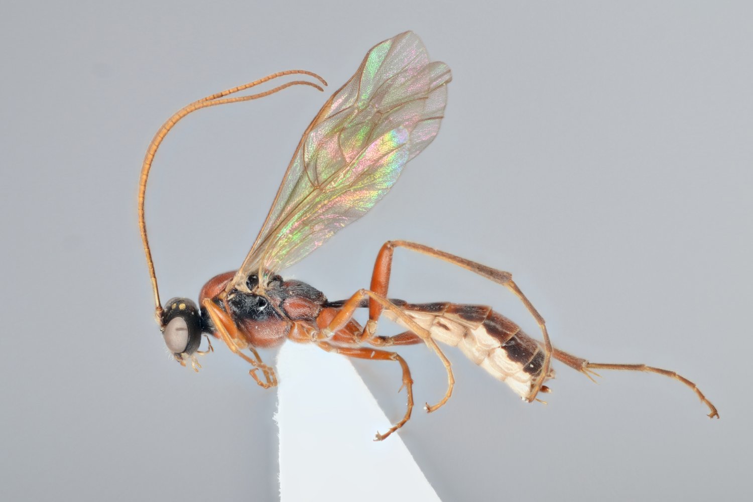 Mesoleptidea cingulata