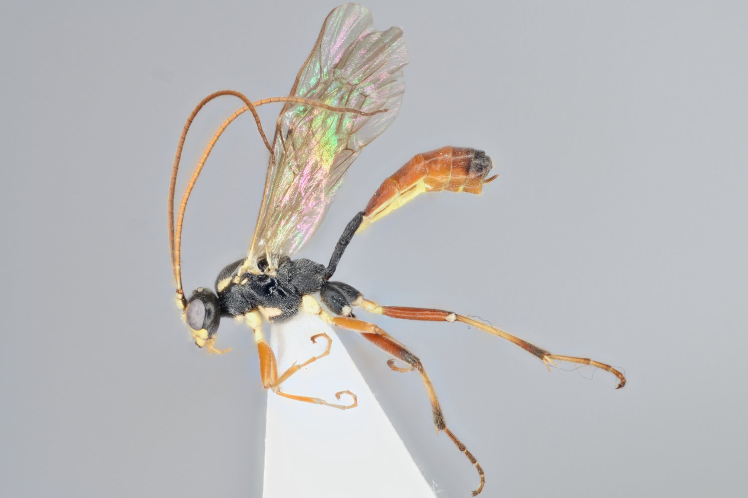 Anisotacrus xanthostigma