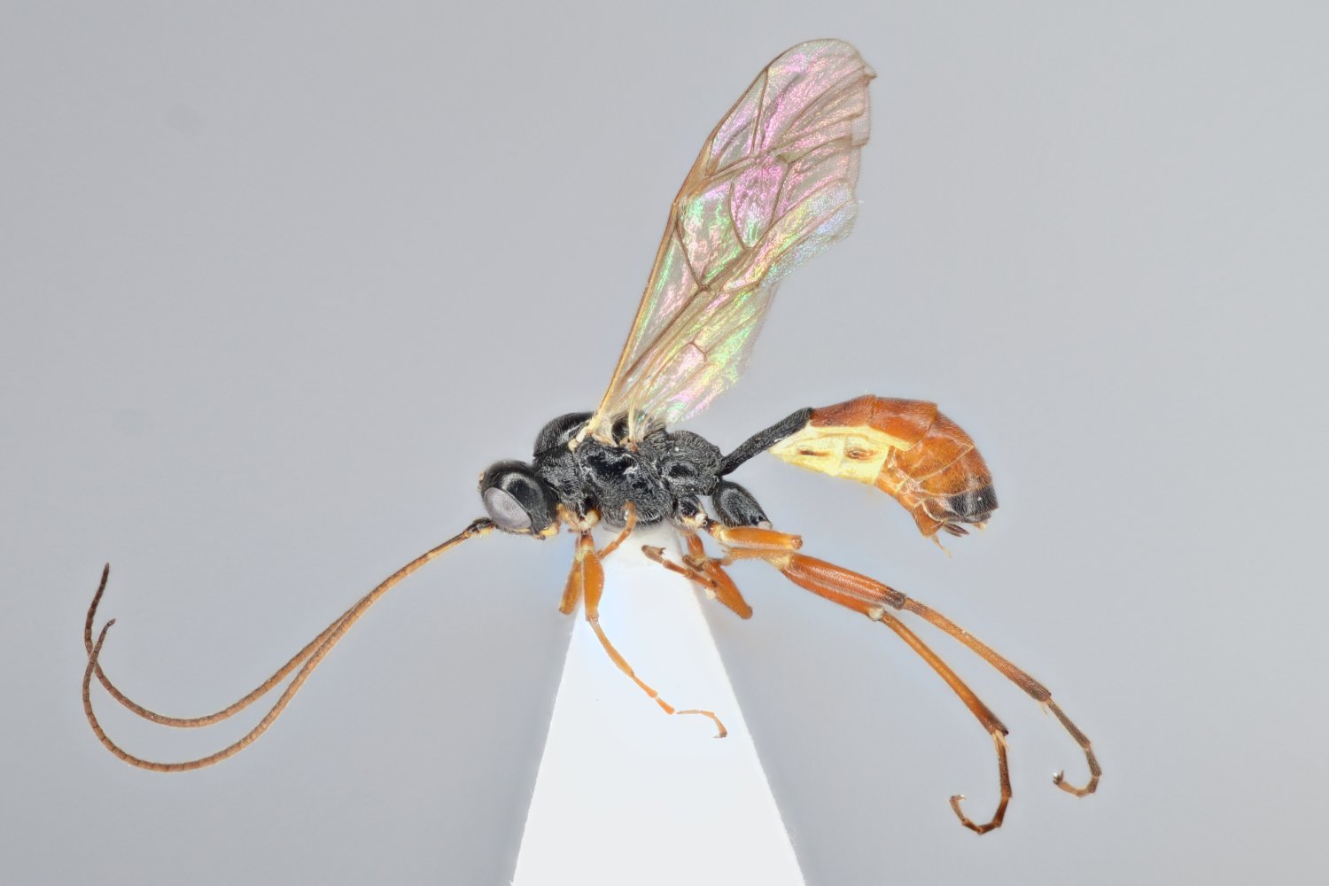 Anisotacrus bipunctatus