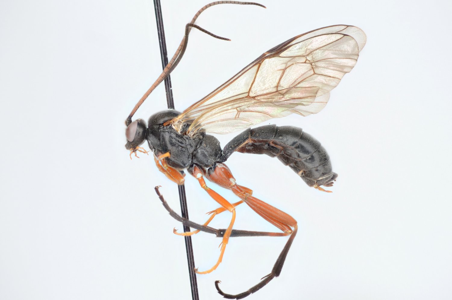 Protarchus sorbi