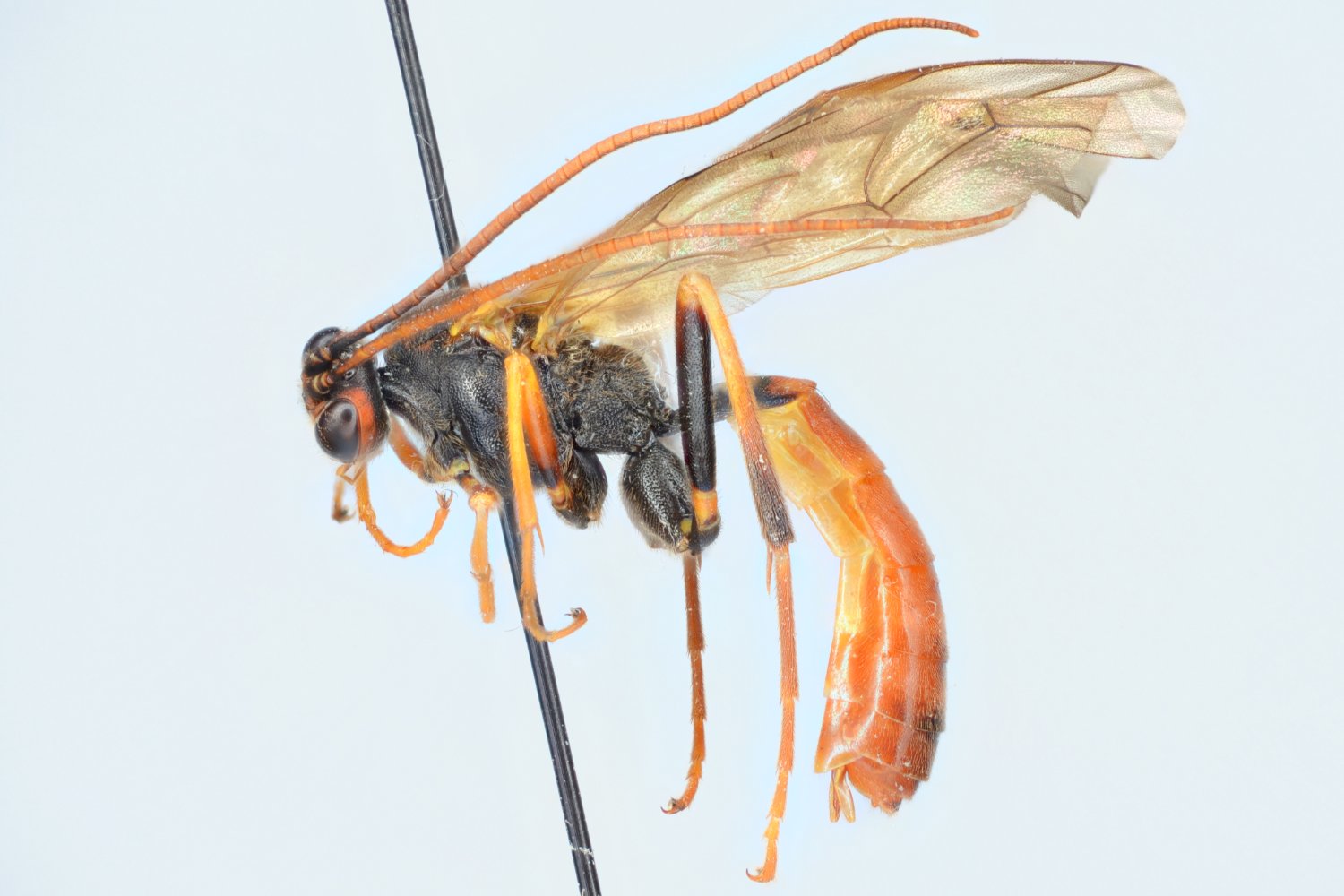 Protarchus testatorius
