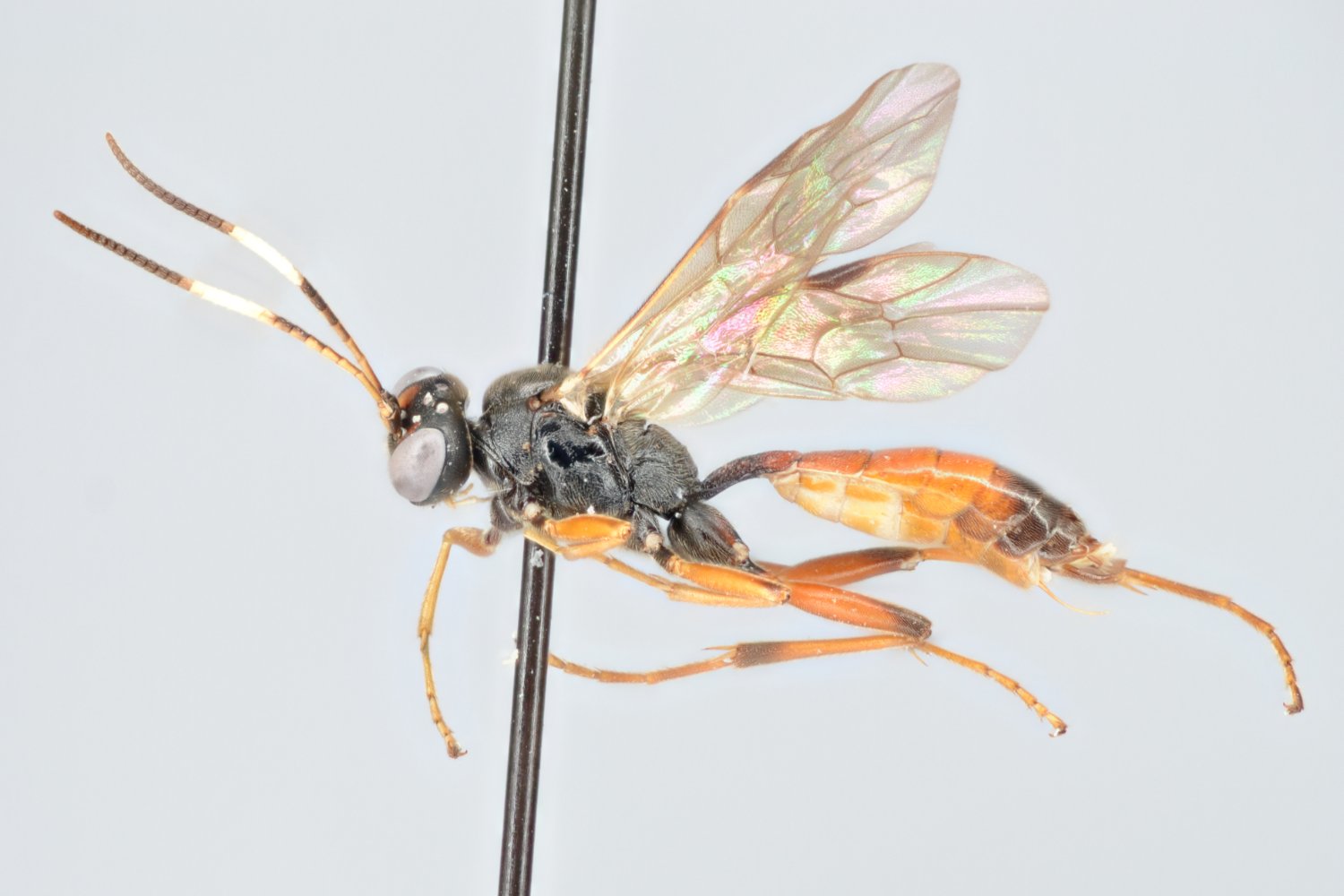 Sympherta splendens