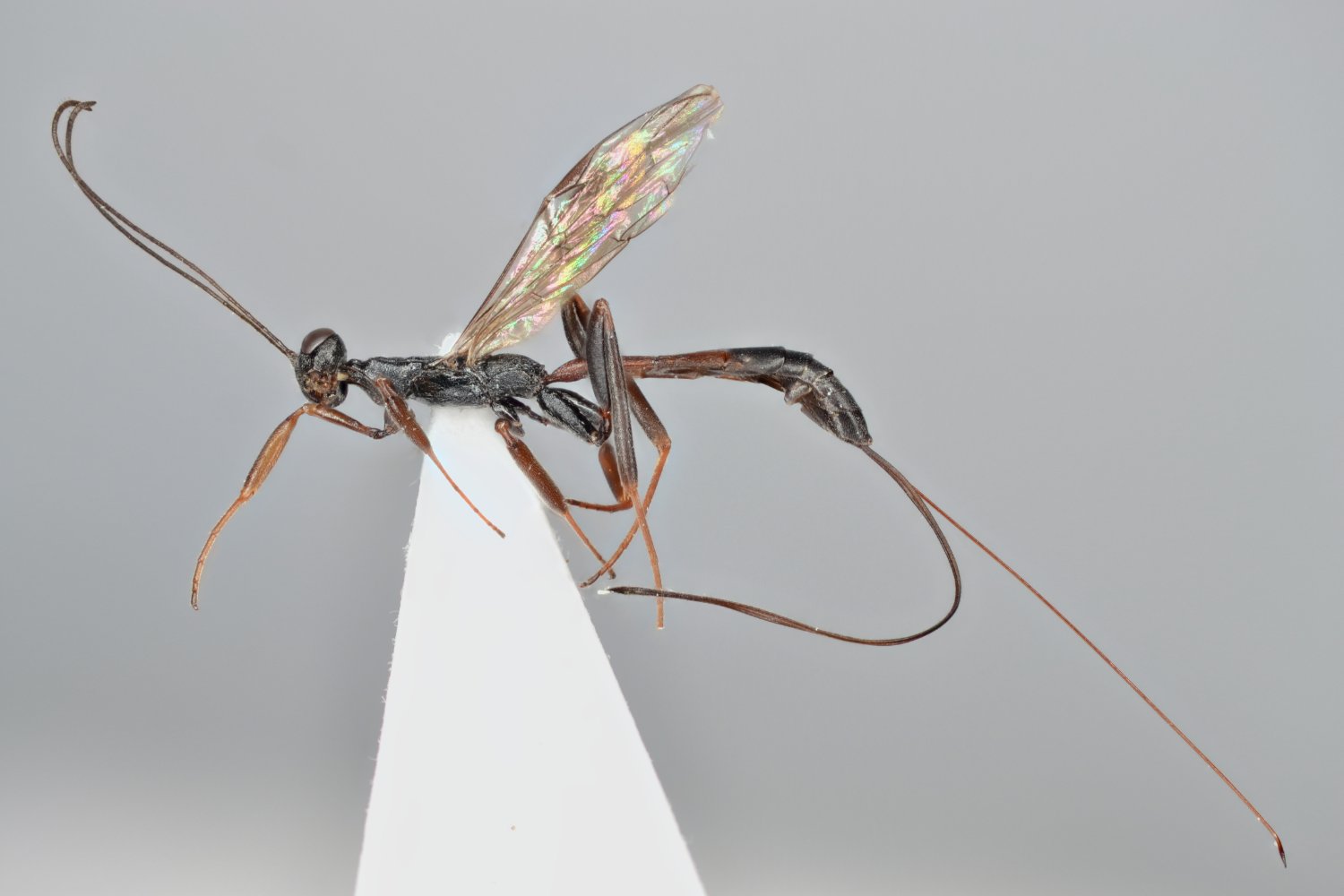 Xorides depressus