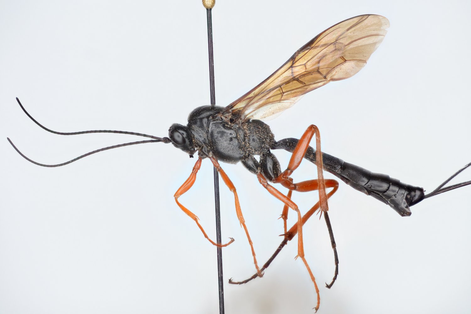 Lissonota setosa