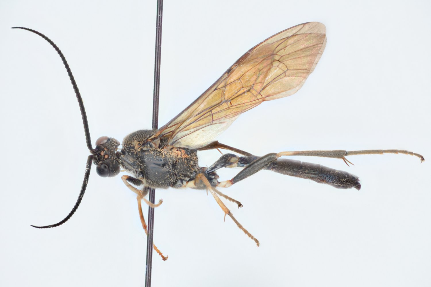 Goedartia alboguttata