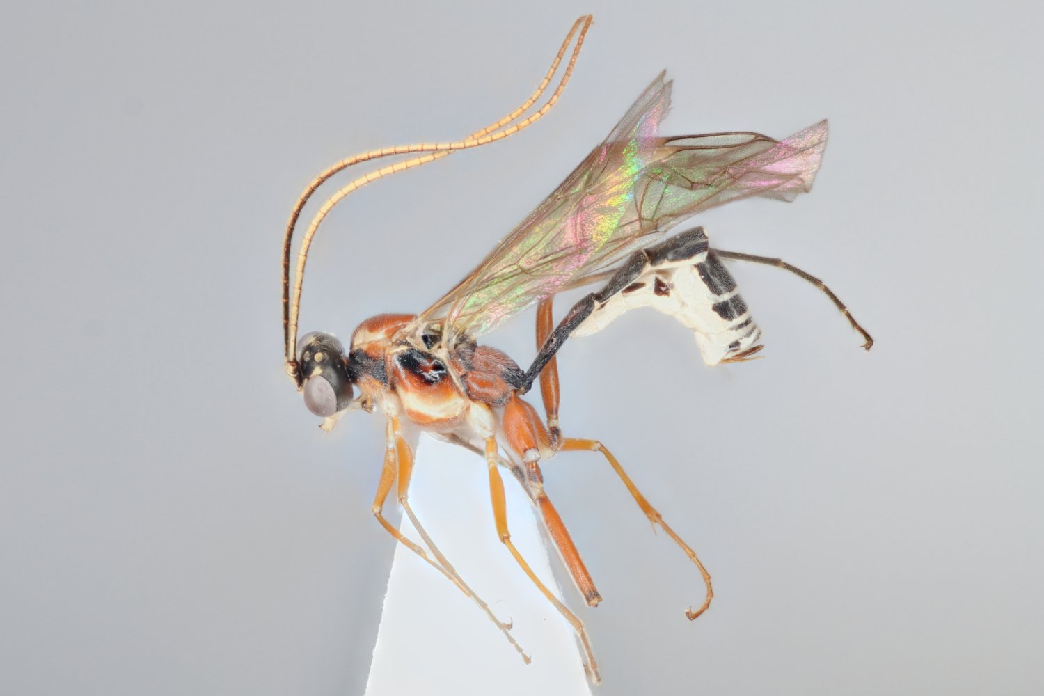 Mesoleptidea sp. 3