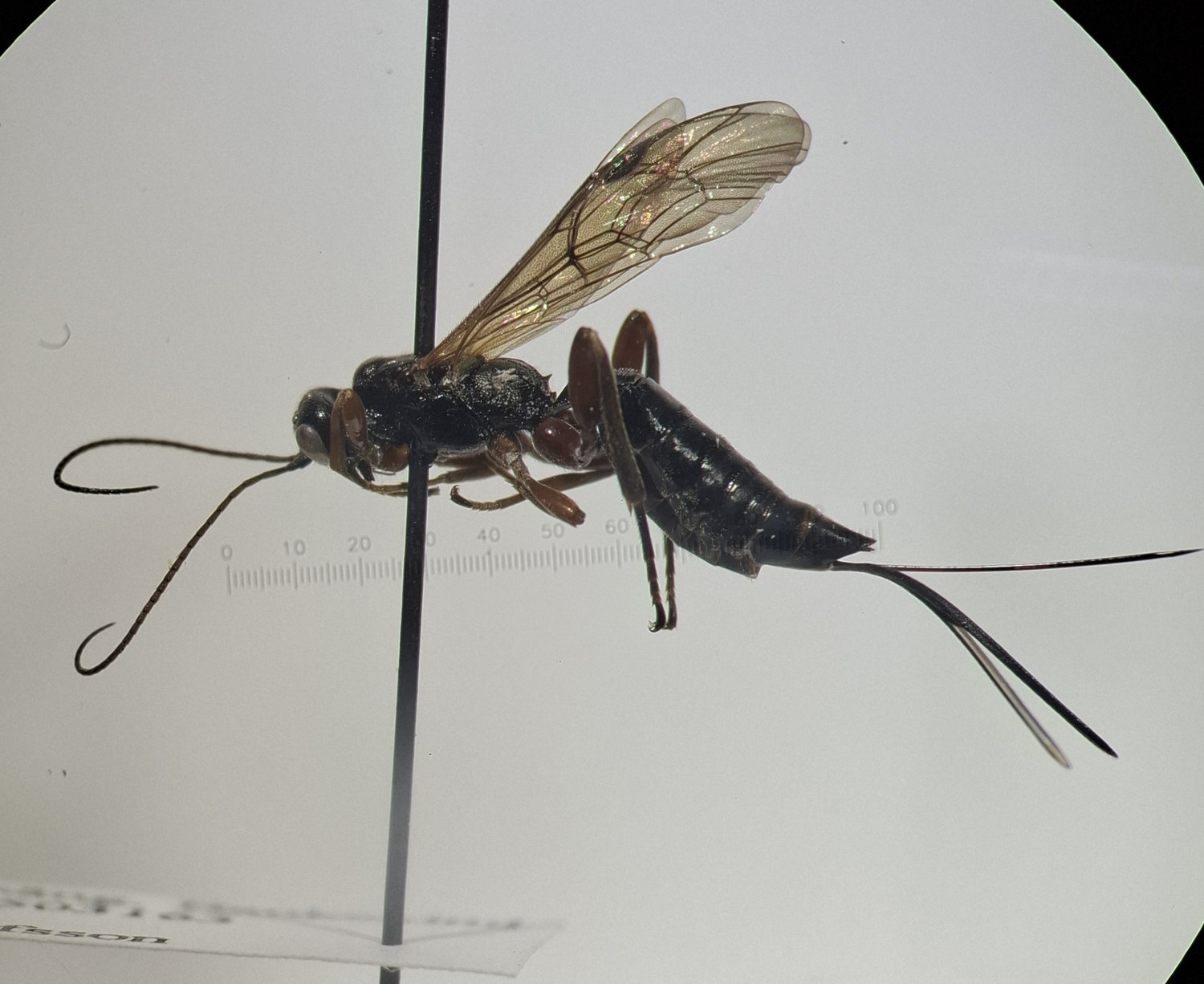 Ischnoceros rusticus