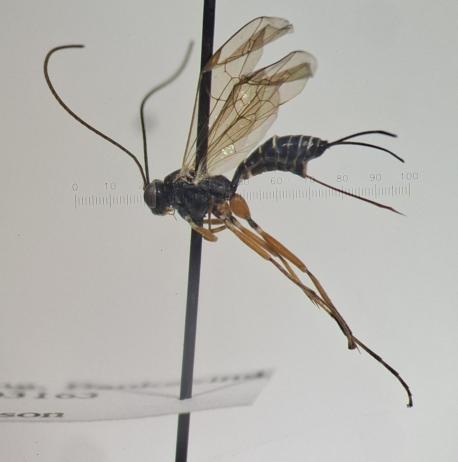 Phytodietus sp.