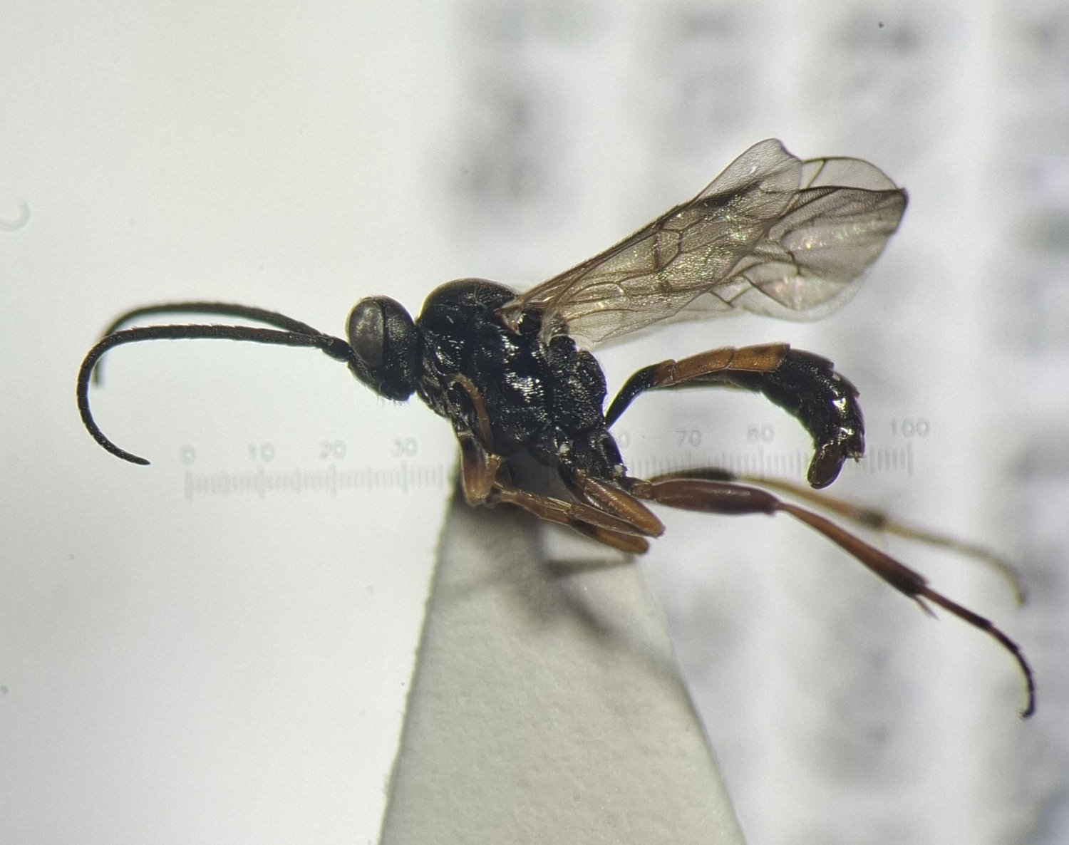 Thaumatogelis sylvicola