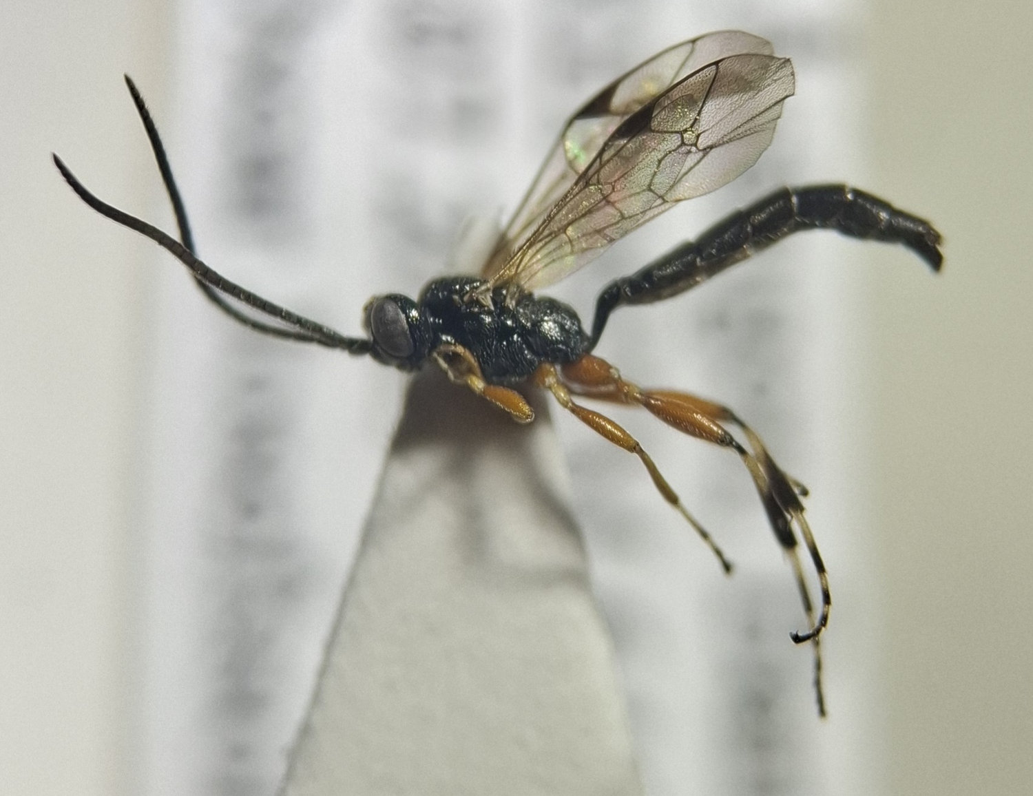 Dirophanes sp.