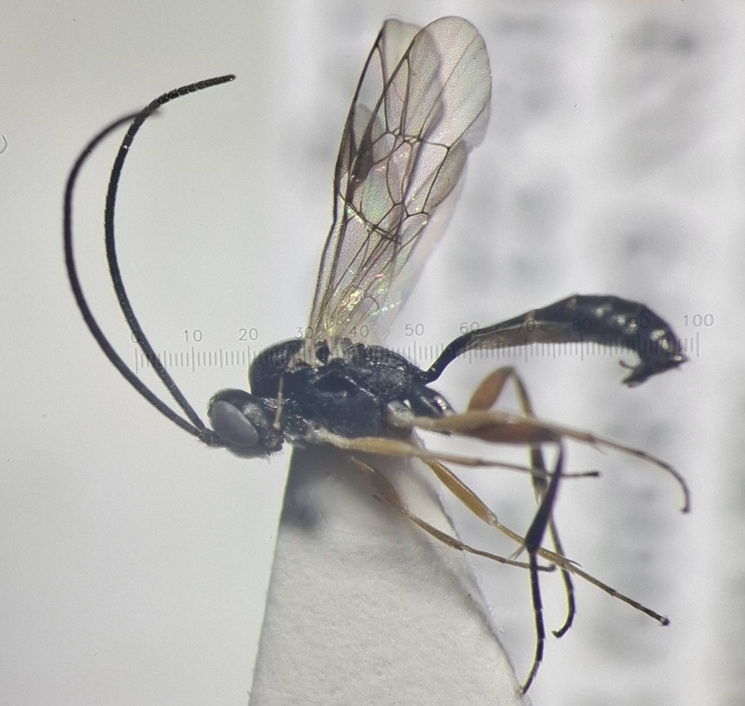Nemeritis macrocentra