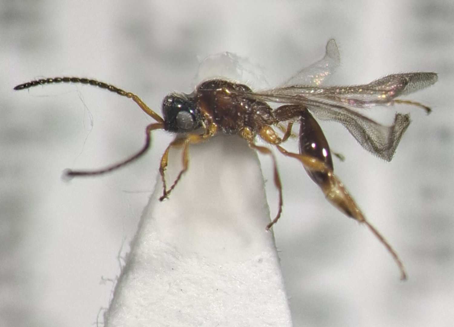 Aclista sp.