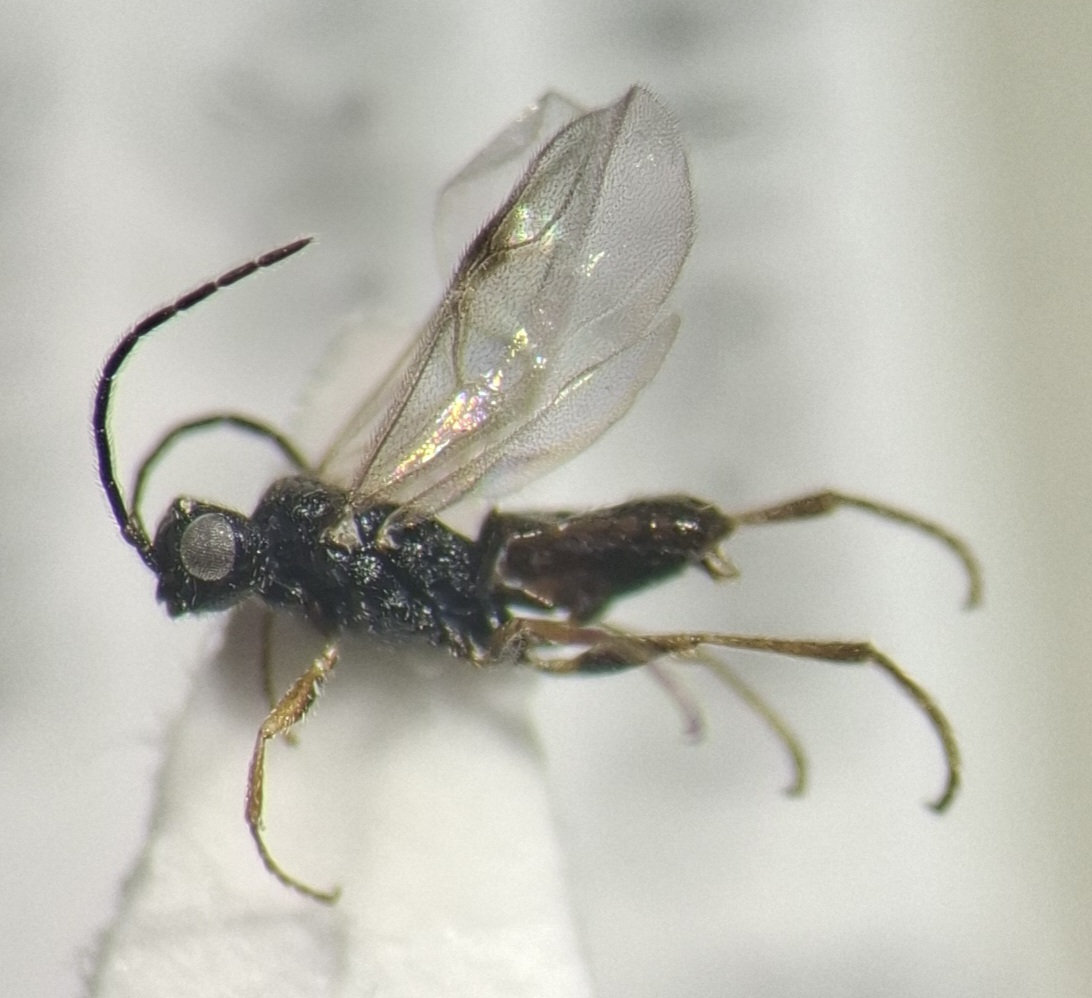 Gonatopus sp.