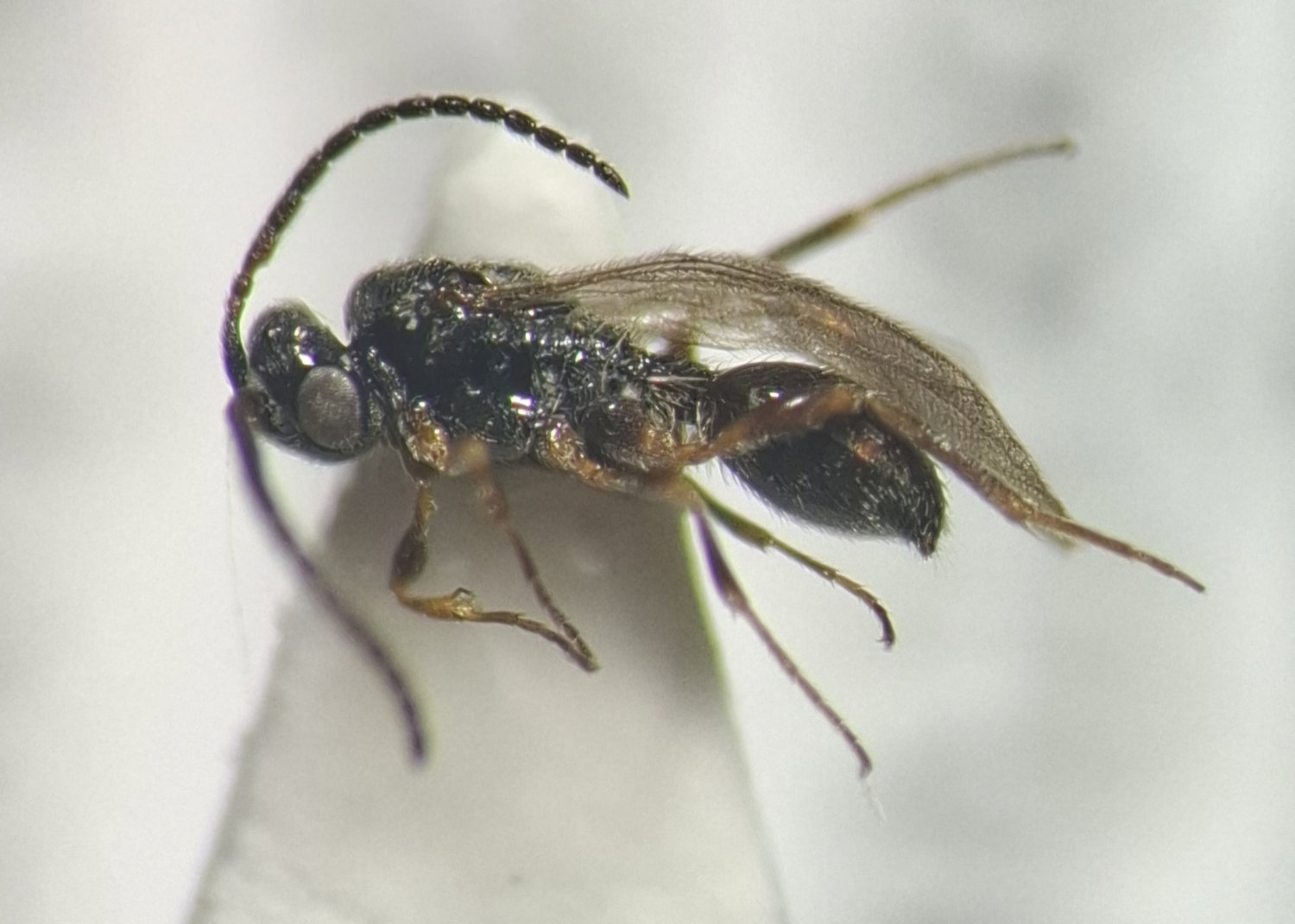 Pantoclis sp.