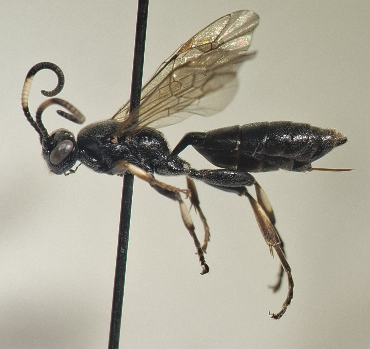 Cratichneumon viator