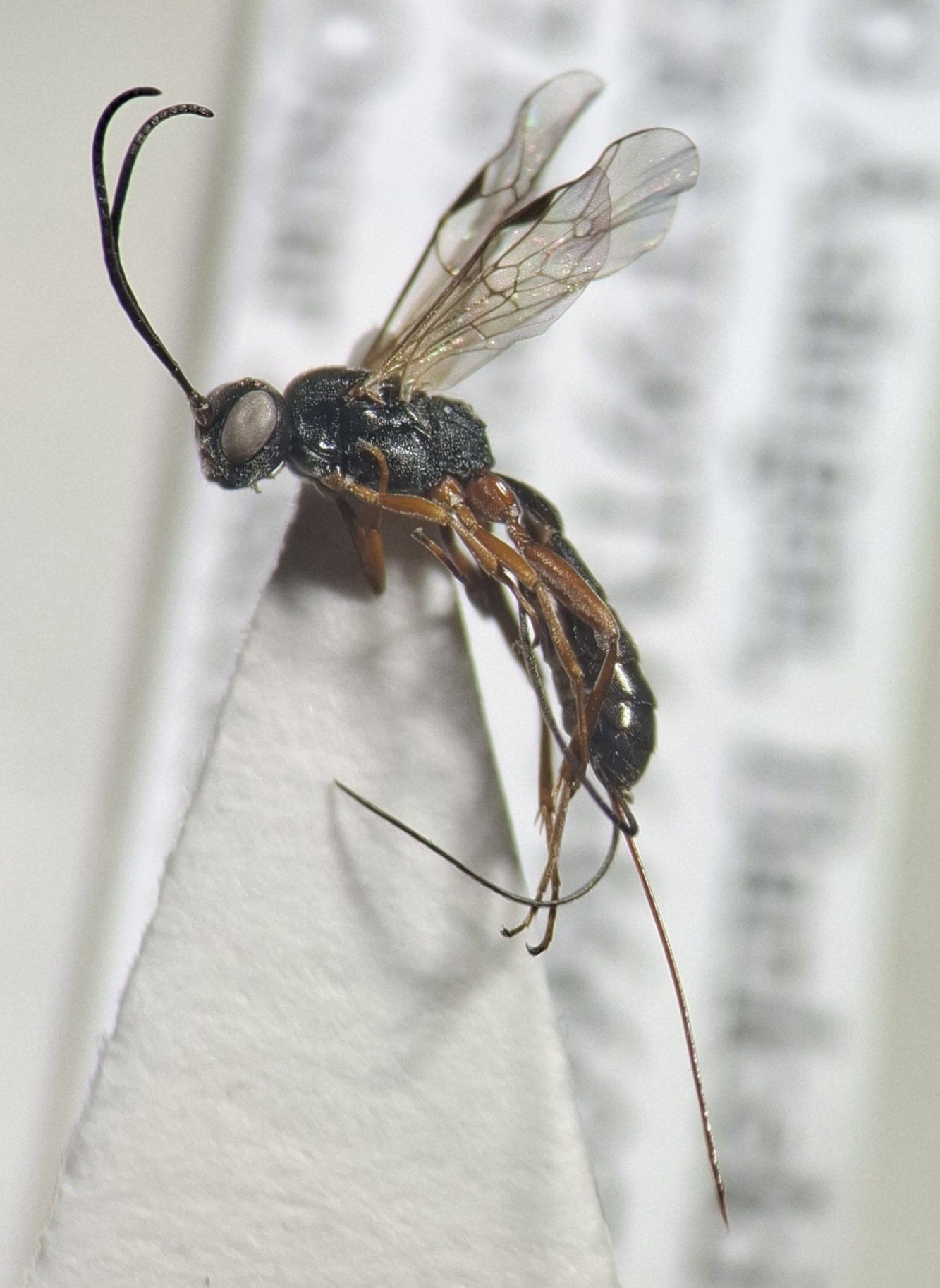Lochetica sp.