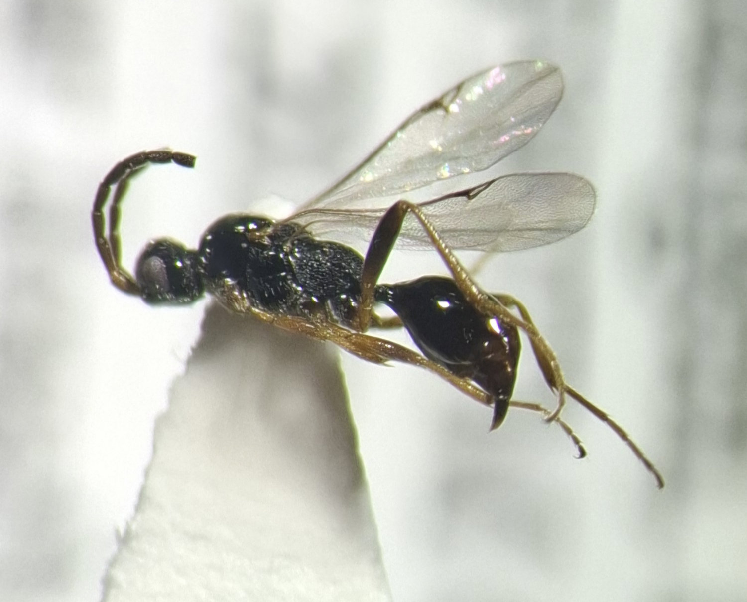 Phaenoserphus sp.