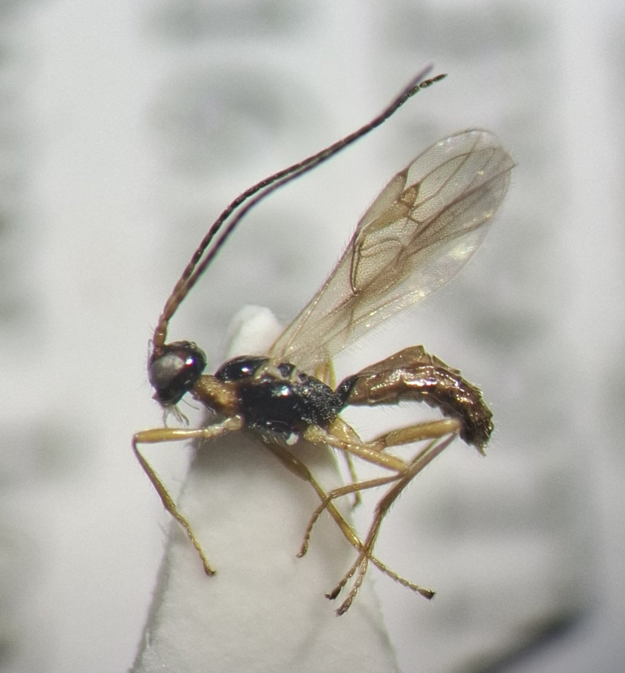 Hormiinae