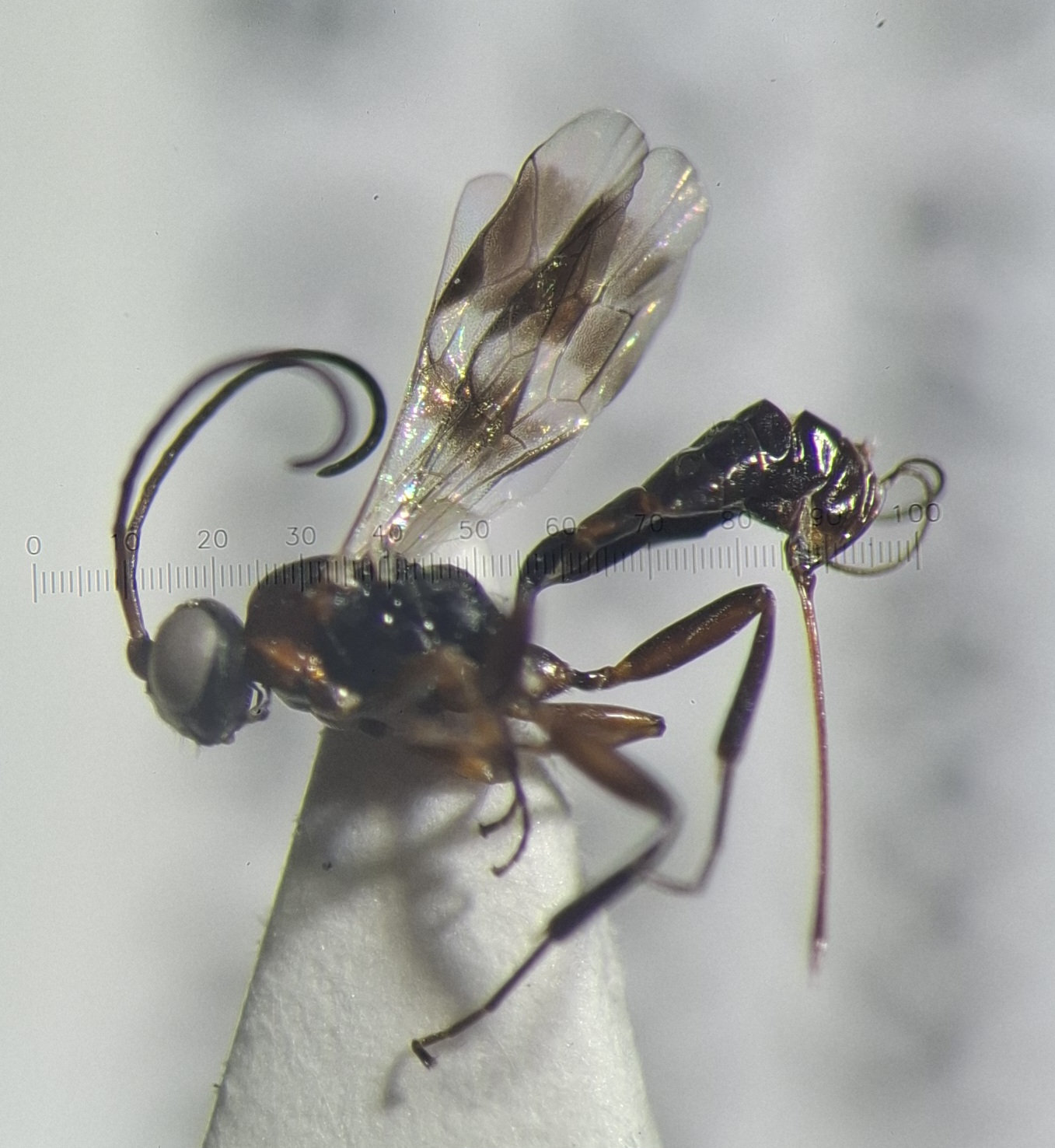 Gelis longicauda