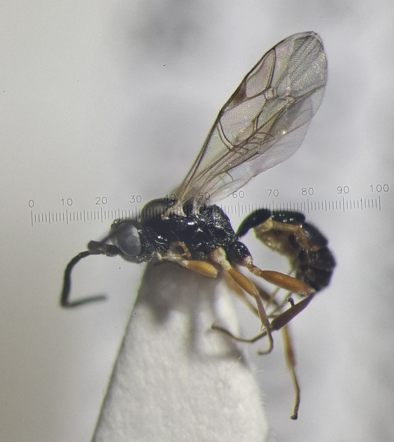 Lysibia sp.