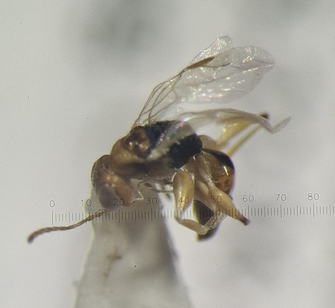 Anteon sp.
