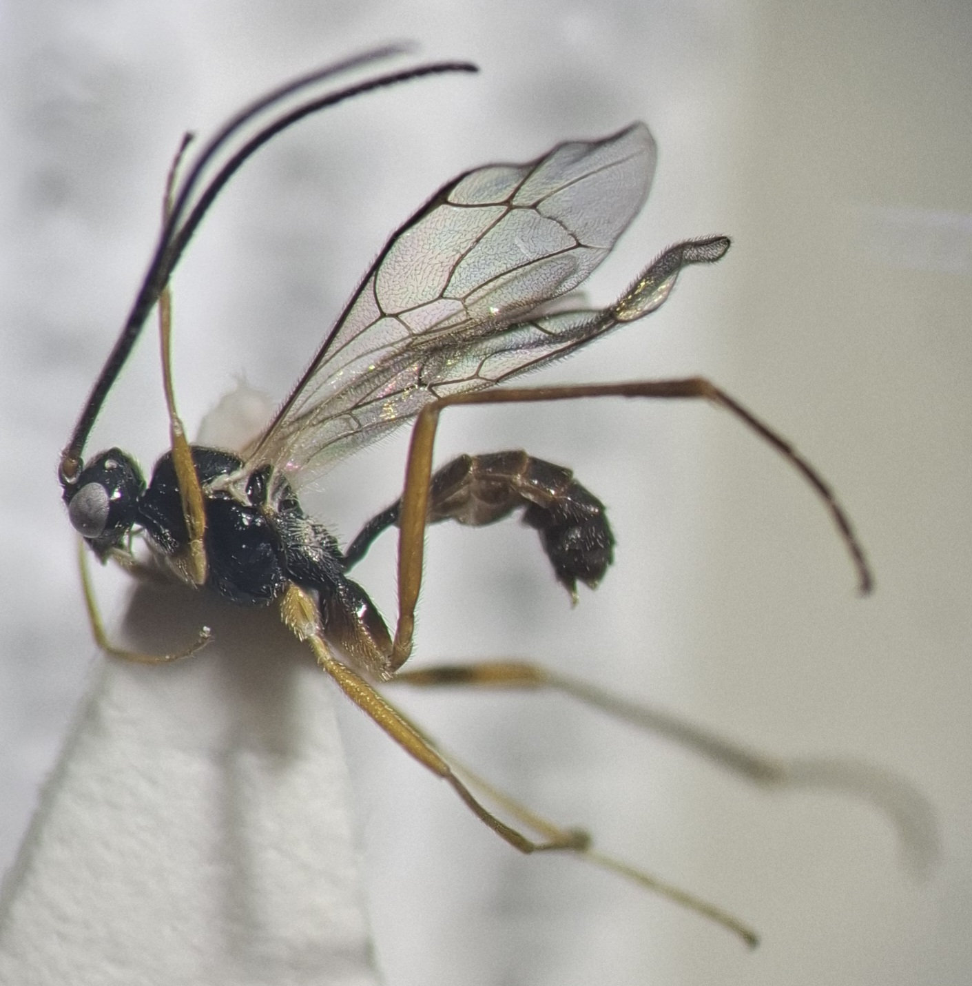 Helictes sp.