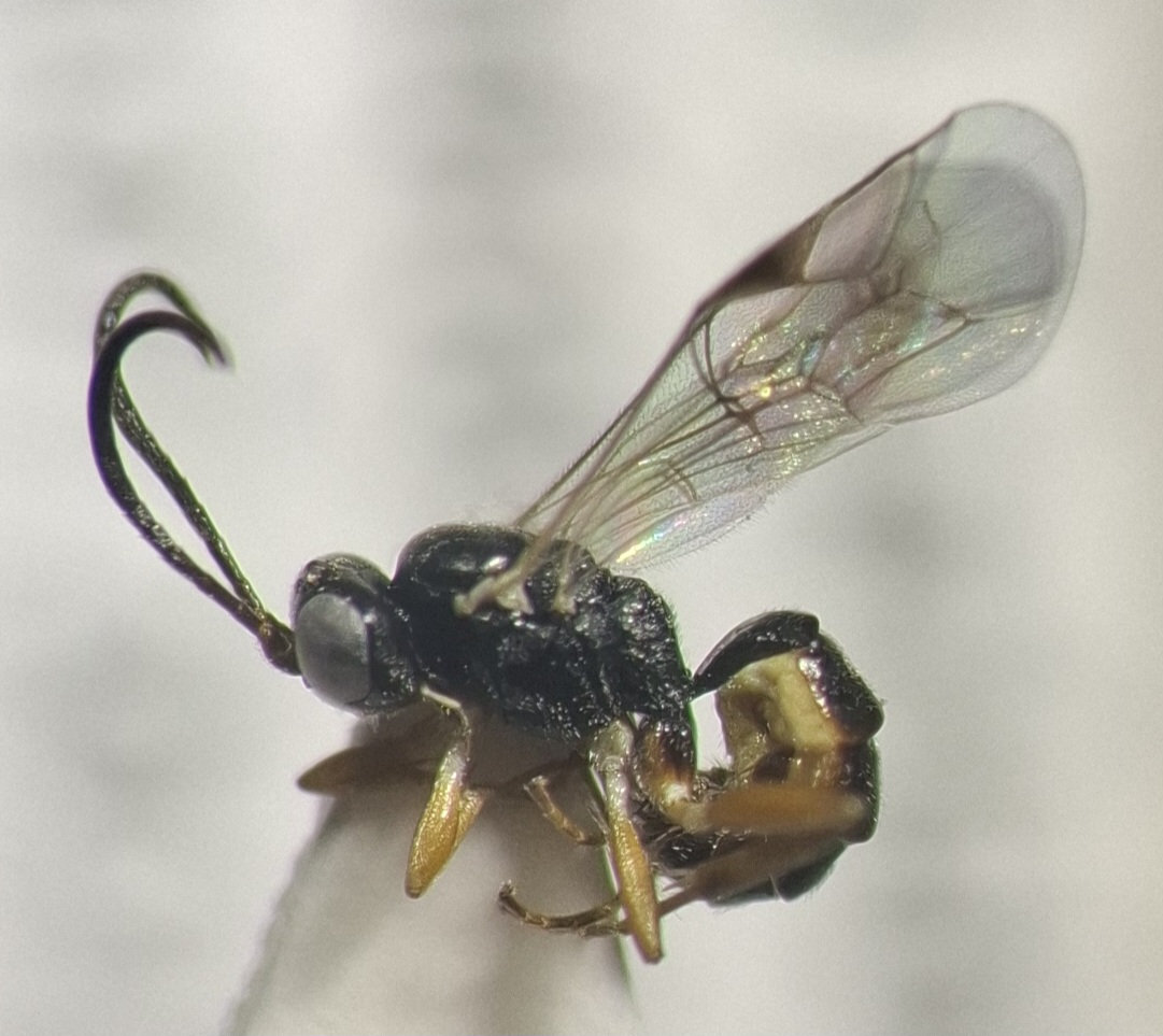 Lysibia sp.