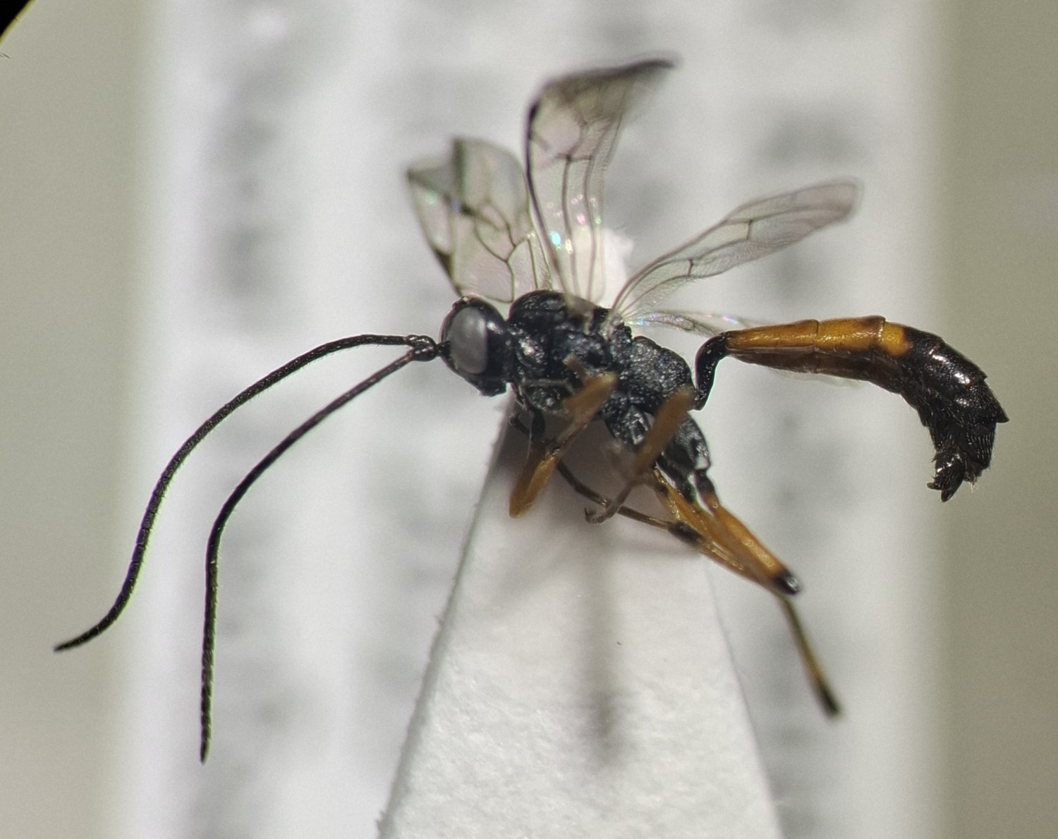 Gambrus sp.