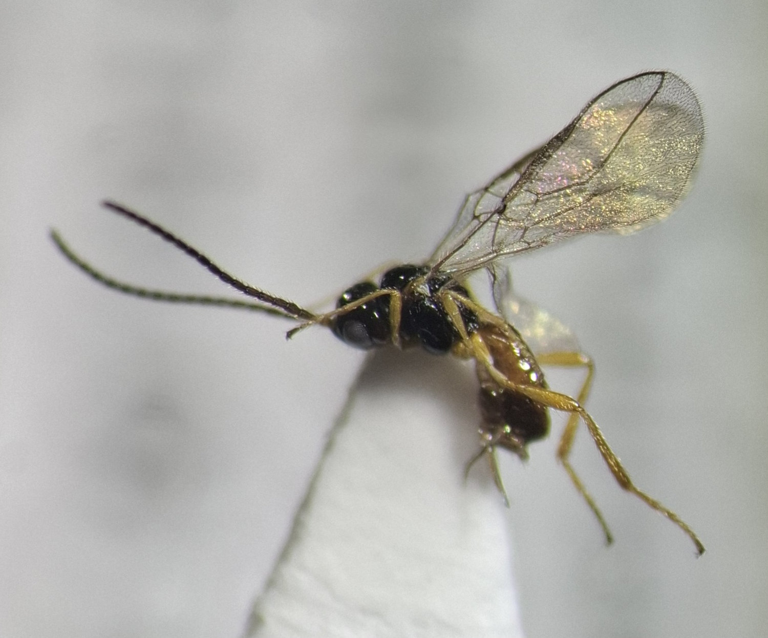 Orthostigma sp.