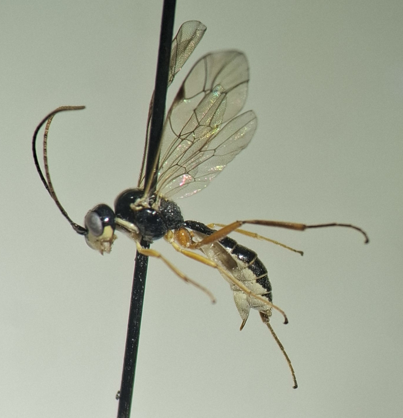 Acrotomus succinctus