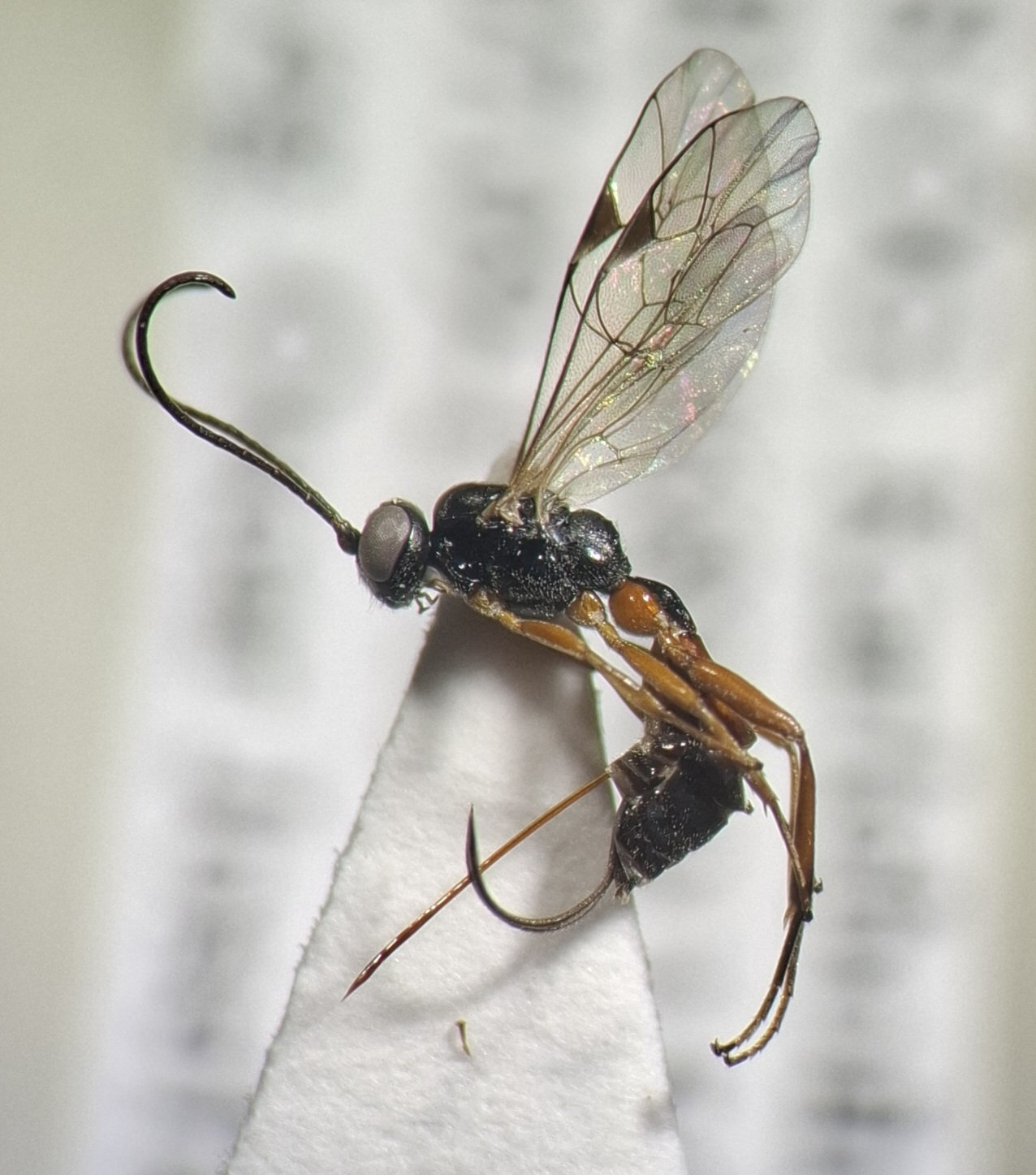 Mastrus sp.