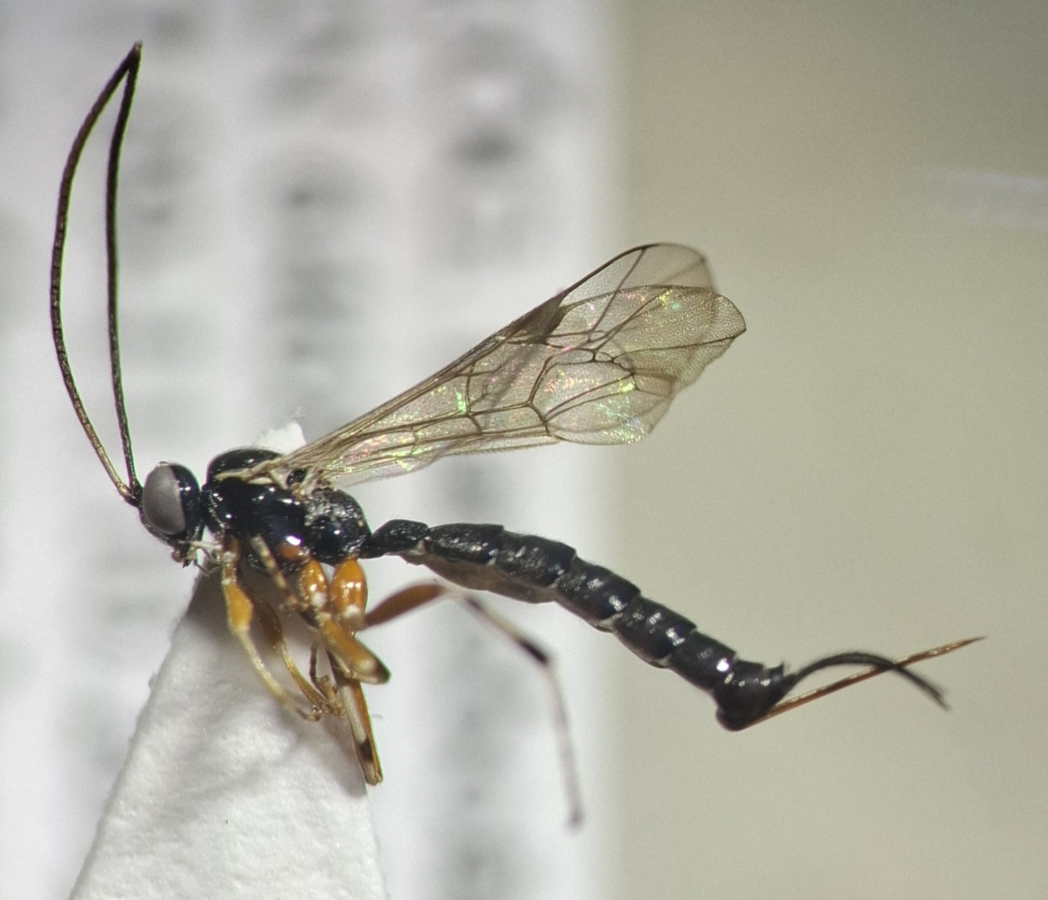 Tromatobia ovivora