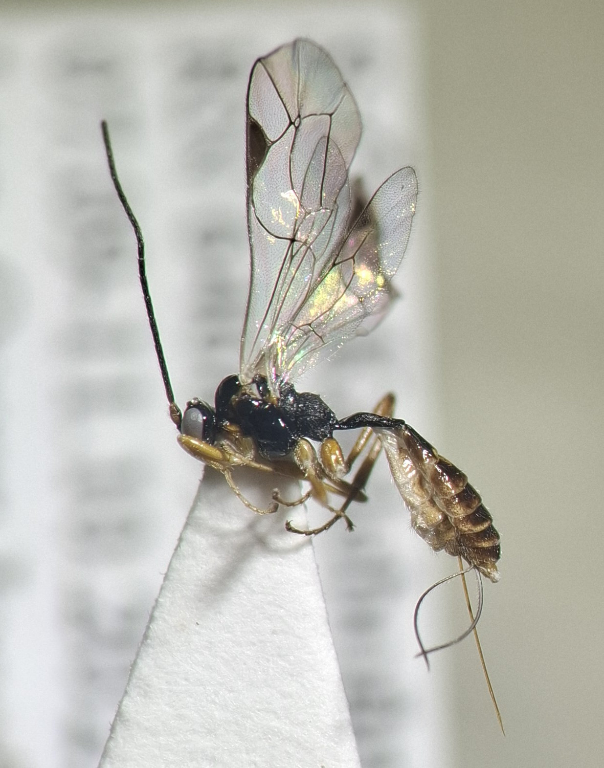 Plectiscidea collaris
