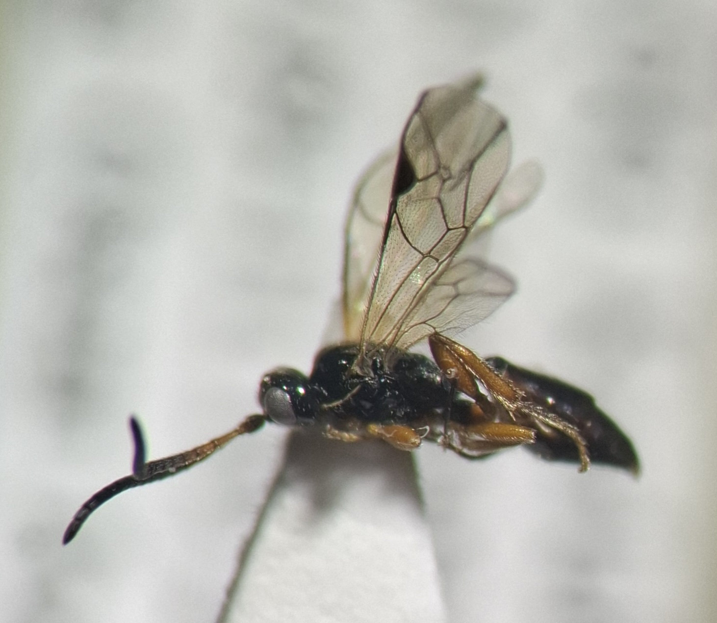 Stilpnus sp.