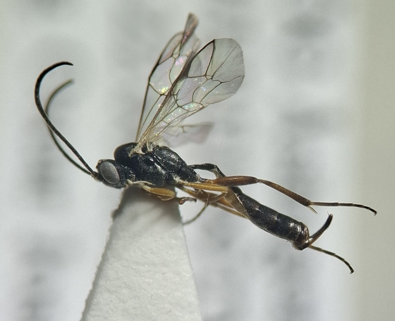 Macrus sp.