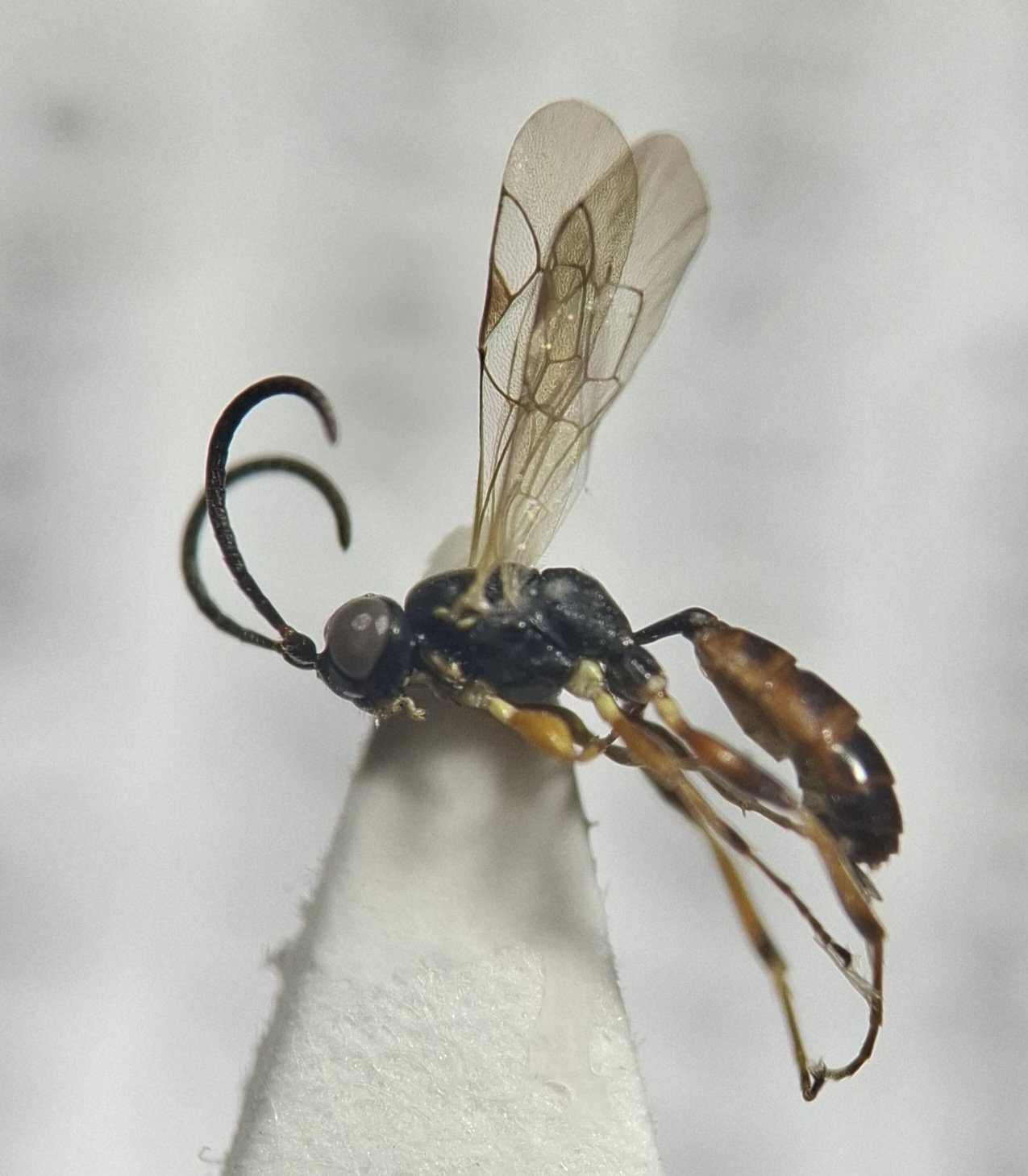 Epitomus sp.