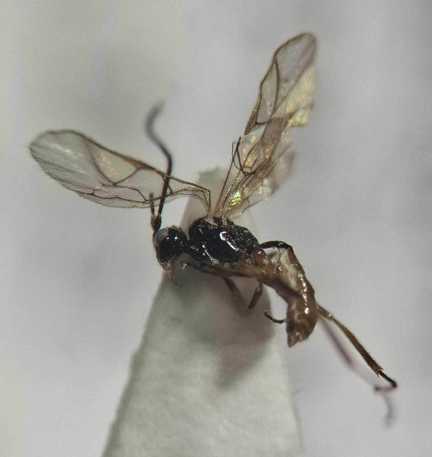 Polyaulon sp.