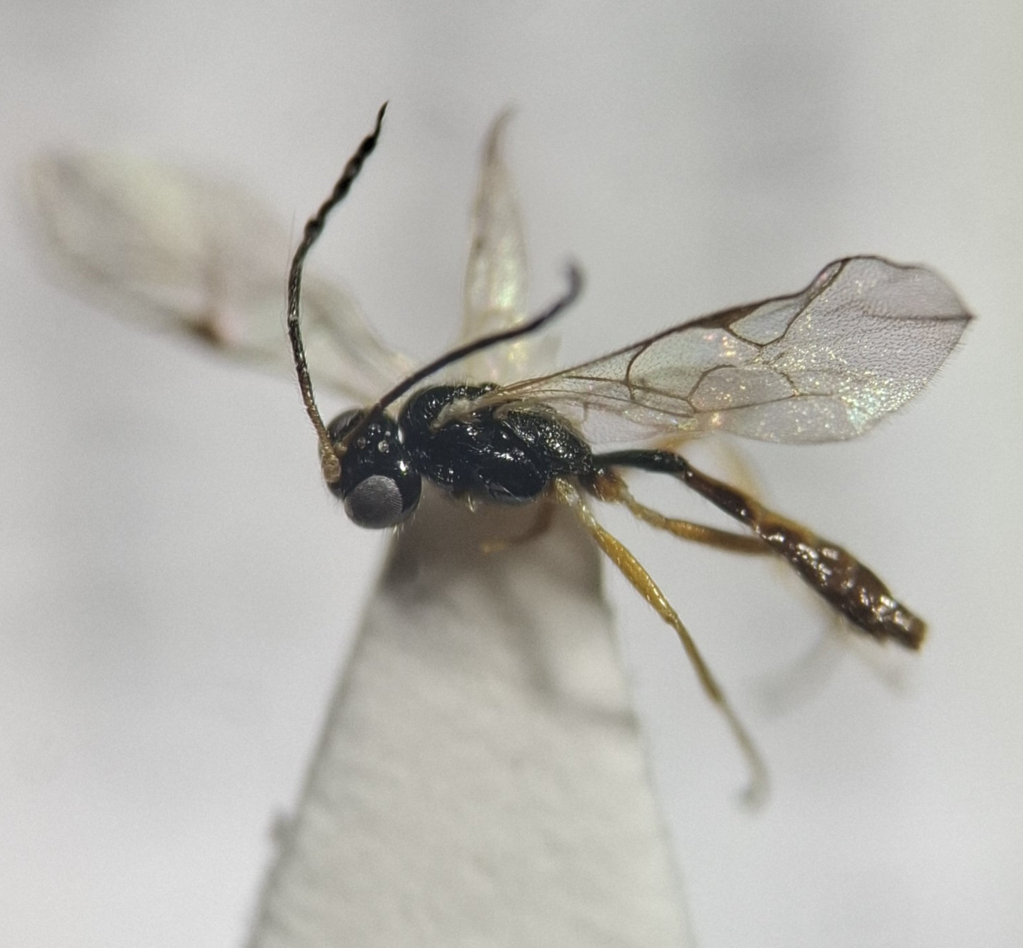 Adelognathus dorsalis